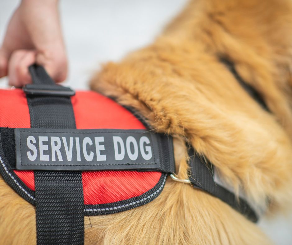 Service Dog